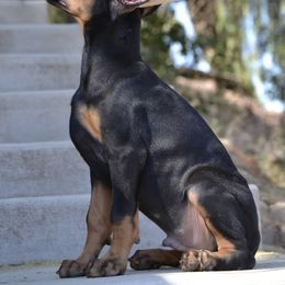 Doberman Pinscher Puppies from Obsidian Kennels