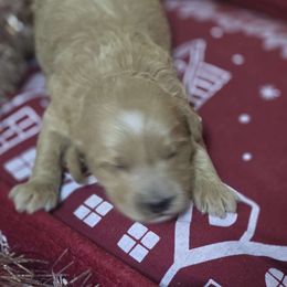 Donner - Apricot male Goldendoodle puppy in Home, Pennsylvania from Plum Creek Acres Next Generation