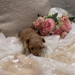 Kari - Apricot female Poodle puppy in Poplarville, Mississippi from Southern Belle Poodles