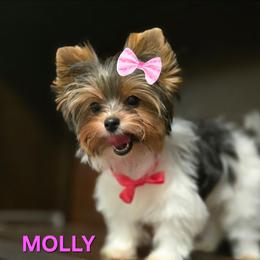 Molly - Black tan and white female Biewer Terrier puppy in Modesto, California from Granny's yorkshire Terrier Modesto California