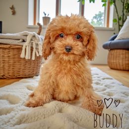 Buddy - Red male Cavapoo puppy in Warrensburg, Missouri from Supreme Doodles