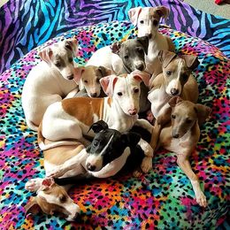Italian Greyhound Puppies from Divine Italian Greyhounds