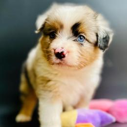 Jinx - Blue merle female Miniature Australian Shepherd puppy in Luling, Texas from Little Wood Toy and Mini Aussies