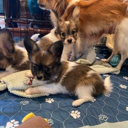 Boy 3 - Red white and sable male Papillon puppy in Peoria, Illinois from Sass*A*Frass Papillons