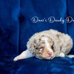 Aussiedoodle Puppies from Dani's Dandy Doodles