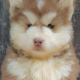 Siberian Husky Puppies from Delta Huskies