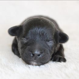 Hester - Black and white female Shihpoo puppy in Mifflintown, Pennsylvania from Curls & Paws Canines