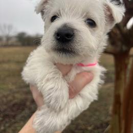 Pink girl - White female West Highland White Terrier puppy in Cullman, Alabama from Twin Lake Westies