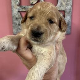 Girl 5 - Apricot female Goldendoodle puppy in Placerville, California from New Dawn Poodles and Doodles