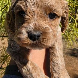 Straw - Buff and white male Cockapoo puppy in Indiahoma, Oklahoma from Phamily Doodles