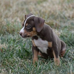 Girl 5 - American Bully puppy in Oak Grove, Kentucky from Warhorse Kennel