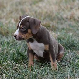 Girl 5 - American Bully puppy in Oak Grove, Kentucky from Warhorse Kennel