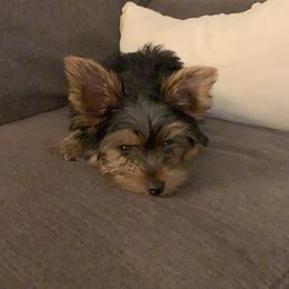 Yorkshire Terrier Puppies from Yorkie Prints