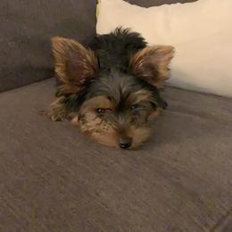 Yorkshire Terrier Puppies from Yorkie Prints