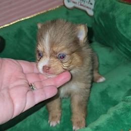 Girl 2 - Chocolate and tan female Pomeranian puppy in Angleton, Texas from Pomeranian Palace, LLC