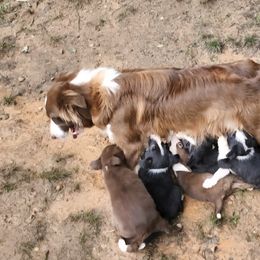 Border Collie Puppies from BC Dogs at the Rodgers