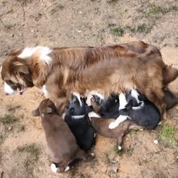 Border Collie Puppies from BC Dogs at the Rodgers