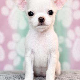Preston (SC male) - White male Chihuahua puppy in Kansas City, Missouri from Bravo Chihuahuas
