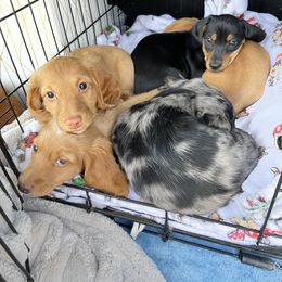 Dachshund Puppies from Triple L Dachshunds