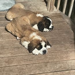 Saint Bernard puppies from Sauer Saint Bernards