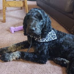 Delilah - Goldendoodle