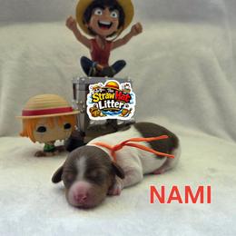 Nami - Piebald female Dachshund puppy in Las Piedras from New Empire Kennels