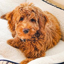 Goldendoodles and Labradoodles from Kurly K’s Doodles