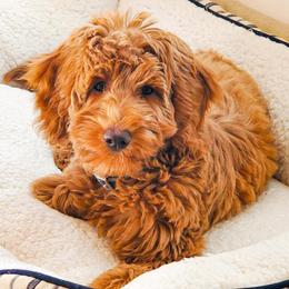 Goldendoodles and Labradoodles from Kurly K’s Doodles