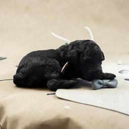 Mr. Truffles - Black male Poodle puppy in Gainesville, Florida from Pet Inn Xxweetdoodles