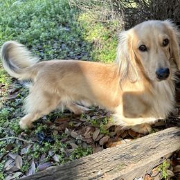 Dachshund All Grown Up from Hicks Haus Dachshunds