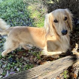 Dachshund All Grown Up from Hicks Haus Dachshunds