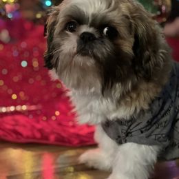 Miniature Schnauzer and Shih Tzu All Grown Up from Beards of Glory