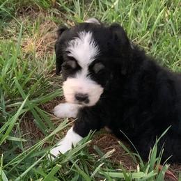 Bernedoodle Puppies from Hollie Walker's Bernedoodles