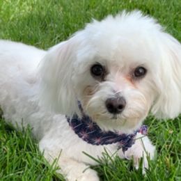 Bandit - Maltese