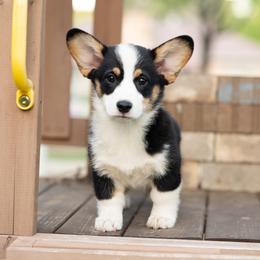 Flopsie(3 way clear) - Black and tan male Pembroke Welsh Corgi puppy in Keene, Texas from Texas Fluff Butts and Friends