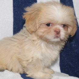 Rabbit - Cream and white male Shih Tzu puppy in Tampa, Florida from Fancy Shih Tzus Florida