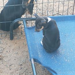 Diamond - Black tan and white female Rat Terrier puppy in Harbison Canyon, California from Manumit Rat Terriers