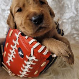 Aaron - Dark golden male Golden Retriever puppy in Greensburg, Kentucky from Southern Springs Goldens