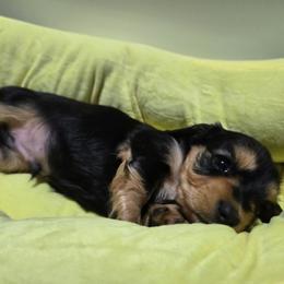 Coal - Black and cream male Dachshund puppy in Amarillo, Texas from Snuggle Snoot Doxies