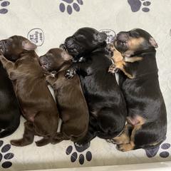 English Cocker Spaniel Puppies from Rock Moss Farm and Kennel