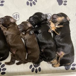 English Cocker Spaniel Puppies from Rock Moss Farm and Kennel