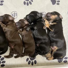 English Cocker Spaniel Puppies from Rock Moss Farm and Kennel
