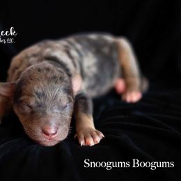 Snoogums Boogums - Phantom male Goldendoodle puppy in Woodruff, South Carolina from Crooked Creek Doodles and Poodles