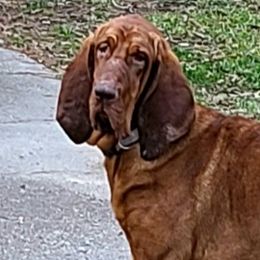Dasie - Bloodhound