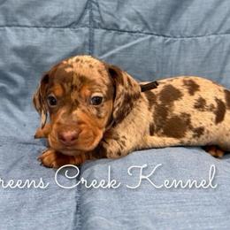 Deacon - Dapple male Dachshund puppy in Jena, Louisiana from Greens Creek Kennel