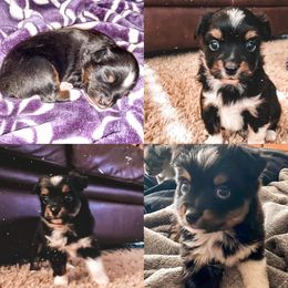 Pembroke Welsh Corgi and Toy Australian Shepherd Puppies from Double Bar H Corgis & Aussies