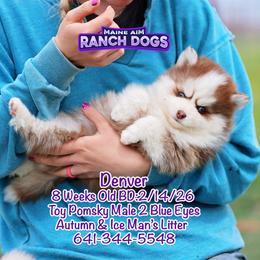 Denver - Red and white male Pomsky puppy in Humeston, Iowa from M.A.R. Dogs