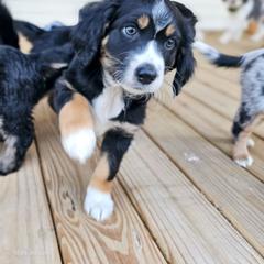 Australian Mountain Doodle, Bernedoodle, Companion Cross, and Shihpoo Puppies from Perfect Companion Puppies