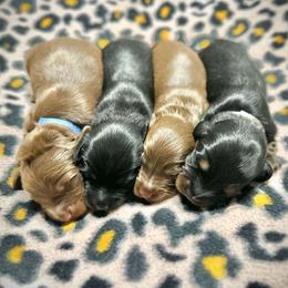 Dachshund puppies from Deep Space Dachs