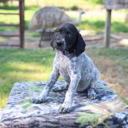 Purple - Black roan female German Shorthaired Pointer puppy in Fountain Run, Kentucky from Whiskey River Farm